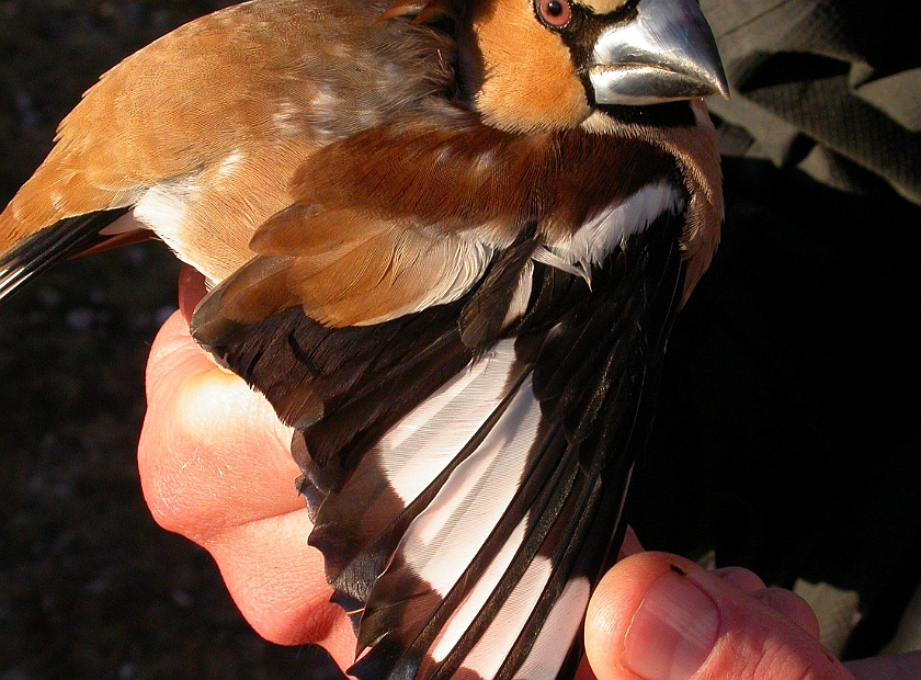 Hawfinch, Sundre 20050602